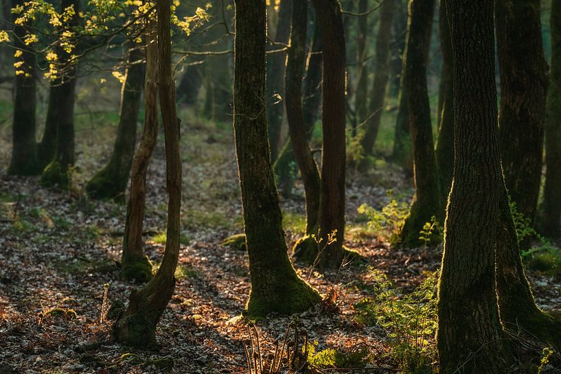 Vroeg zonlicht valt op de bomen in het bos van Anges van der Logt