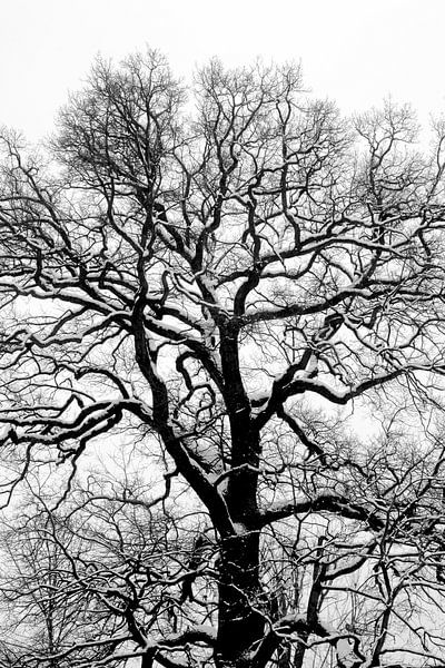 Branches by Thomas Jäger