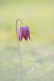 Violette Kiebitzblume mit Tautropfen auf einer sanften Wiese von Heidi Bol