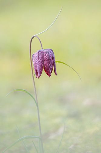 Purple pasque flower with dewdrops in a gentle meadow