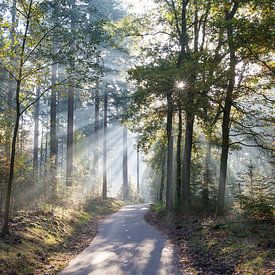 Radweg in Mischwald in der Herbstsonne von Mariska Haaima