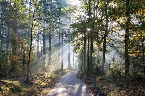 Radweg in Mischwald in der Herbstsonne