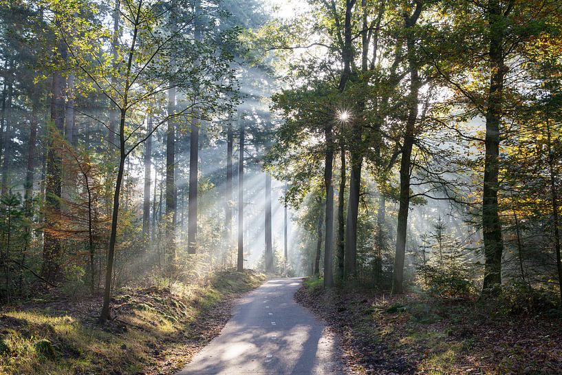 Bicycle path in mixed forest by Mariska Haaima