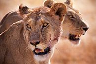 Löwen Serengeti von Paul Jespers Miniaturansicht