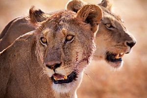 Löwen Serengeti von Paul Jespers