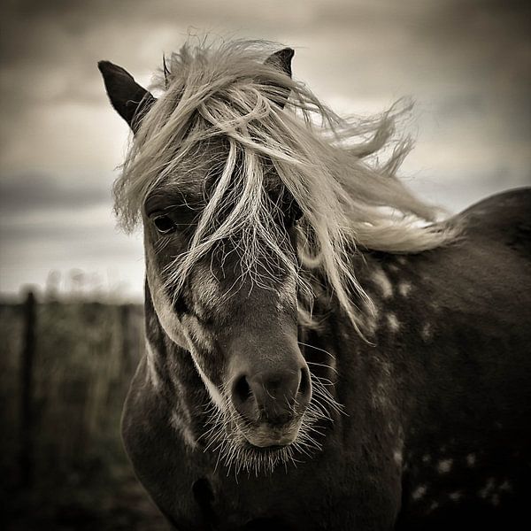 La blonde par Michel Derksen