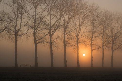 Bomenrij in de mist