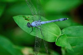 A male Eastern pondhawk dragonfly