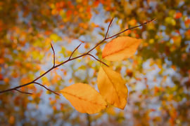 Couleurs d'automne pittoresque sur Jaap Tanis