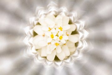 Witte bloem in het middelpunt van licht stralen van Lisette Rijkers