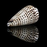 Still life with a single shell 2