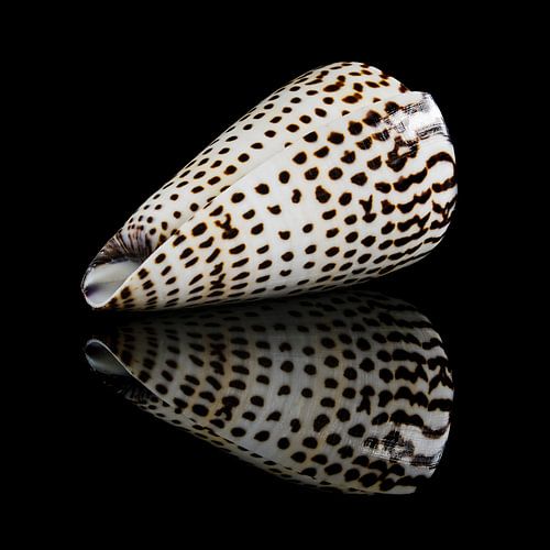 Still life with a single shell 2