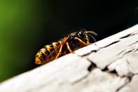 Wasp taking a break