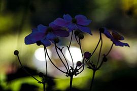 Concept flore :Anémone d'automne