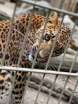 Panter in gevangenschap van Rick van Roosmalen