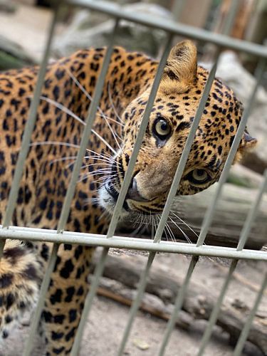 Panther in Gefangenschaft