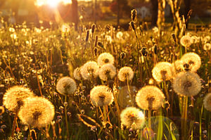 Goldene Stunde in einem Feld von Flusenbällen