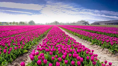 Tulip field in Flevoland