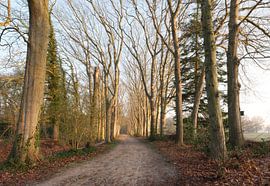 Sterrenbos - Vosbergen - Eelde - Drenthe  (Nederland) van Marcel Kerdijk