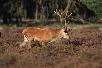 Edelhert op de heide van Menno Bausch