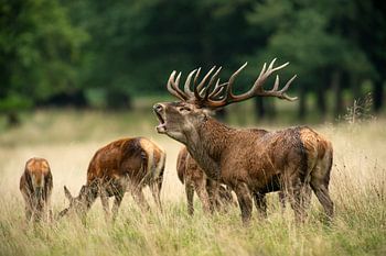Cerfs rouges en rut