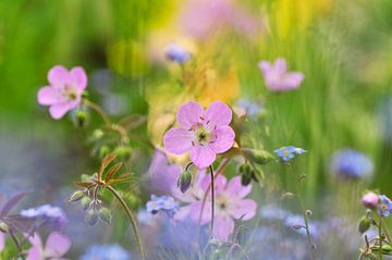 Geraniums by Corinne Welp