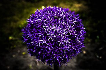 Star Ball Allium, Pissenlit Ballon de Jardin