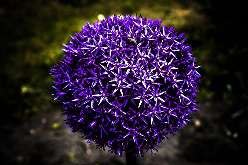 Star Ball Allium, Gardening Ball Leek by Norbert Sülzner