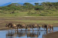 Gnus während der grossen Migration in Tansania von Anja Brouwer Fotografie Miniaturansicht