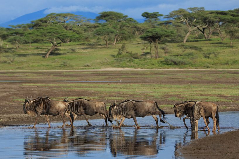 Gnus während der grossen Migration in Tansania von Anja Brouwer Fotografie