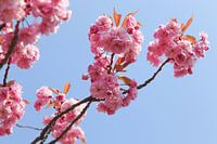 Fleurs