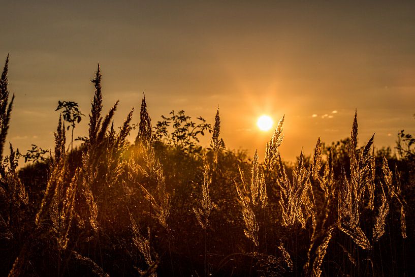 Herbes au coucher du soleil par Annett Mirsberger