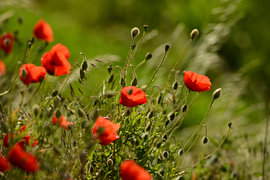 Mohnblumen im Grünen von Arno Wolsink