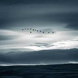 Gänse fliegen über Island von Fred Louwen