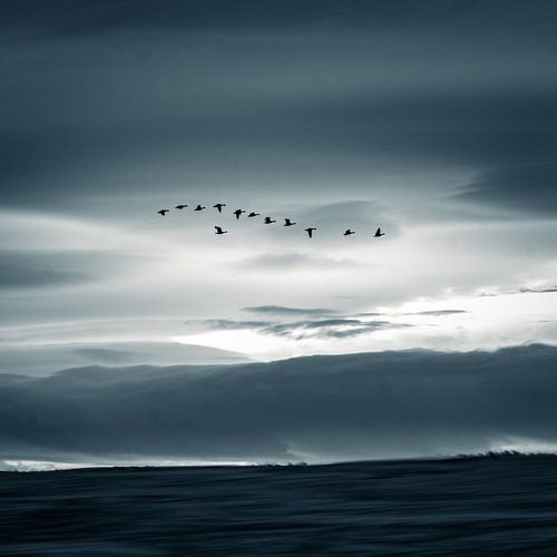 Geese fly over Iceland