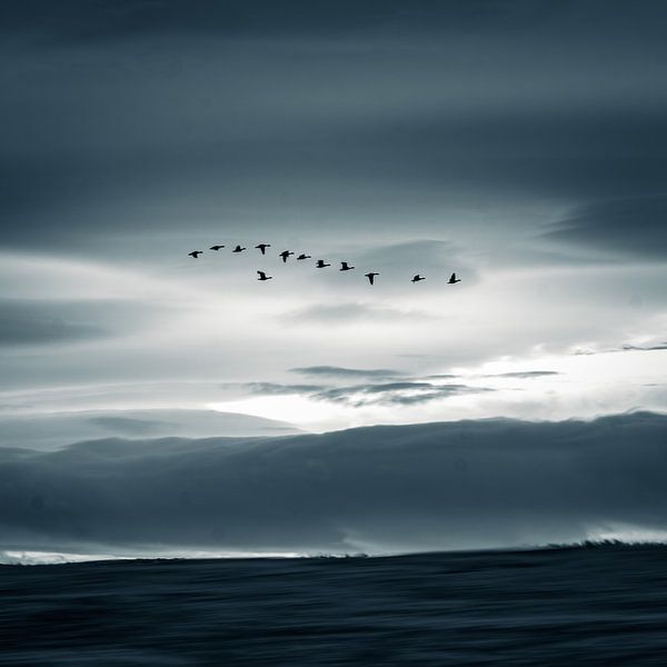 Gänse fliegen über Island von Fred Louwen