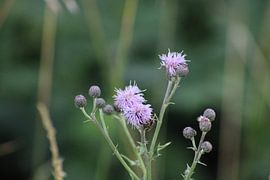 flower in the field by Joran Keij