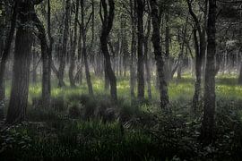 mystical forest by Joachim G. Pinkawa