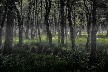 Mystischer Darß-Wald von Joachim G. Pinkawa