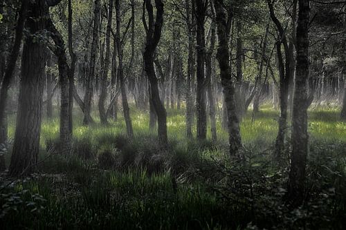 Mystischer Darß-Wald