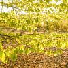 Fris jong groen aan de bomen sur Tony Buijse