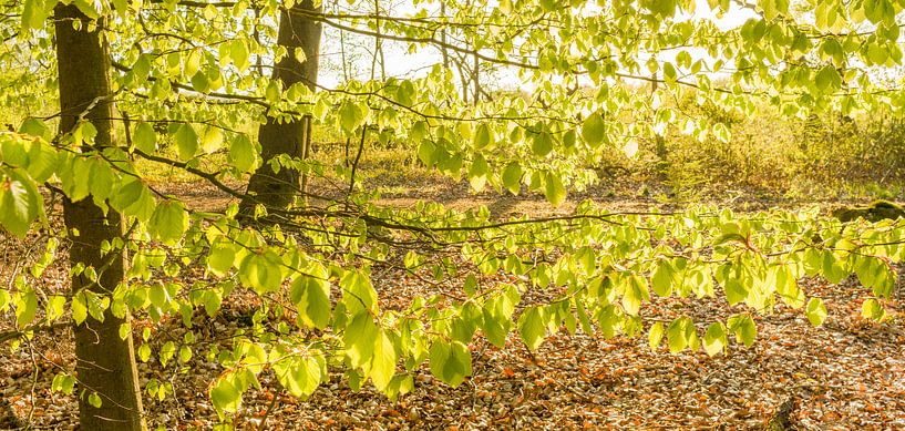 Fris jong groen aan de bomen by Tony Buijse