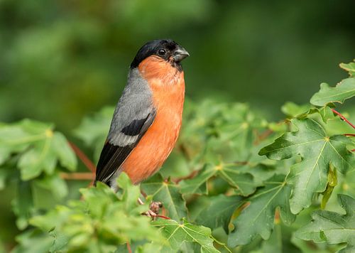 Bullfinch