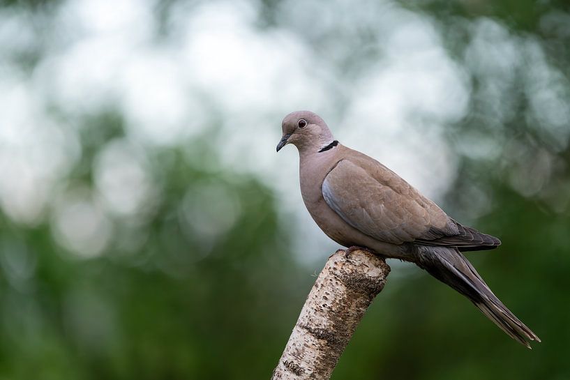 Turkish turtledove by Kees Wassenaar