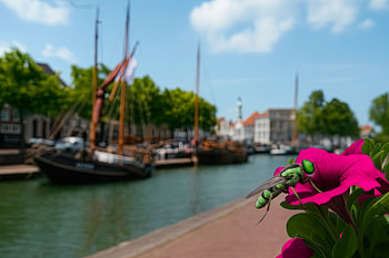 De Groene Wachter van de Oude Haven
