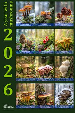 Kalender Pilze 2026 englische Version