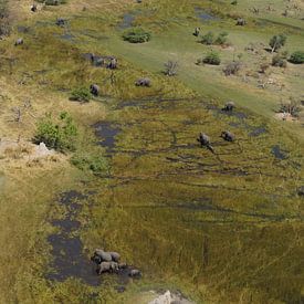 Olifanten in vogelvlucht van Erna Haarsma-Hoogterp