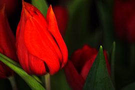 Tulips for mother by Photoart-Naegele