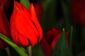 Tulips for mother van Michael Nägele