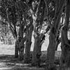Row of trees in black and white by Fartifos